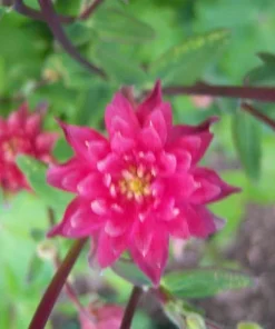 Clementine Red Columbine Flower Seeds - 50 Seeds - Aquilegia Vulgaris - Image 3