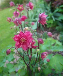 Clementine Red Columbine Flower Seeds - 50 Seeds - Aquilegia Vulgaris - Image 4