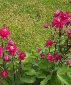 Clementine Red Columbine Flower Seeds - 50 Seeds - Aquilegia Vulgaris - Image 5