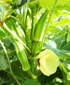 Clemson Spineless Okra Seeds - 50 Count Heirloom Vegetable for Gardens - Image 3