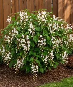 Clerodendrum Wallichii Live Plant - White Tropical Shrub, 1-2 Ft, 3 Gallon Pot - Image 2