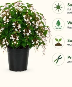 Clerodendrum Wallichii Live Plant - White Tropical Shrub, 1-2 Ft, 3 Gallon Pot - Image 3