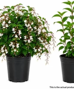Clerodendrum Wallichii Live Plant - White Tropical Shrub, 1-2 Ft, 3 Gallon Pot - Image 4