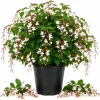 Clerodendrum Wallichii Live Plant - White Tropical Shrub, 1-2 Ft, 3 Gallon Pot - Image 1