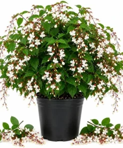 Clerodendrum Wallichii Live Plant - White Tropical Shrub, 1-2 Ft, 3 Gallon Pot - Image 1