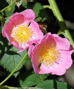 Climbing Michigan Rose Seeds - Rosa Setigera - 10 Pack - Native Pink Flower - Image 10