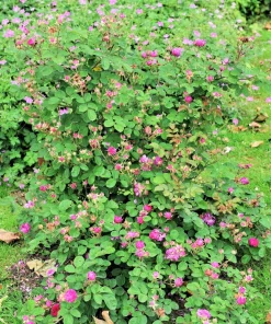 Climbing Michigan Rose Seeds - Rosa Setigera - 10 Pack - Native Pink Flower - Image 4