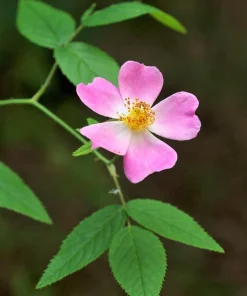 Climbing Michigan Rose Seeds - Rosa Setigera - 10 Pack - Native Pink Flower - Image 5