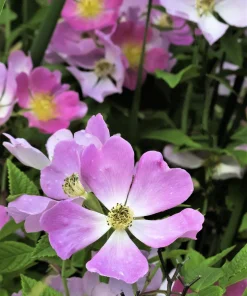 Climbing Michigan Rose Seeds - Rosa Setigera - 10 Pack - Native Pink Flower - Image 6
