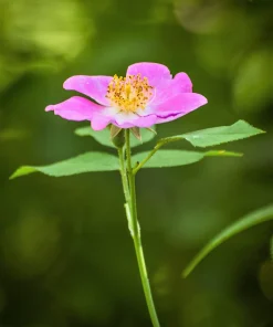 Climbing Michigan Rose Seeds - Rosa Setigera - 10 Pack - Native Pink Flower - Image 7