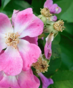 Climbing Michigan Rose Seeds - Rosa Setigera - 10 Pack - Native Pink Flower - Image 8