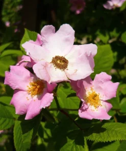 Climbing Michigan Rose Seeds - Rosa Setigera - 10 Pack - Native Pink Flower - Image 9