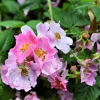 Climbing Michigan Rose Seeds - Rosa Setigera - 10 Pack - Native Pink Flower - Image 1