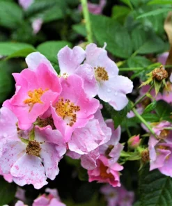 Climbing Michigan Rose Seeds - Rosa Setigera - 10 Pack - Native Pink Flower - Image 1