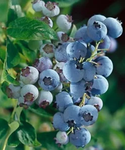 Clockwork Blueberry Live Plant - Healthy 2 Year Old Bush - Outdoor - 1 Pack - Image 2