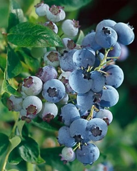 Clockwork Blueberry Live Plant - Healthy 2 Year Old Bush - Outdoor - 1 Pack - Image 2
