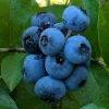 Clockwork Blueberry Live Plant - Healthy 2 Year Old Bush - Outdoor - 1 Pack - Image 1