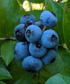 Clockwork Blueberry Live Plant - Healthy 2 Year Old Bush - Outdoor - 1 Pack - Image 1