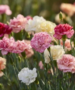Clove Carnation Seeds – Dianthus caryophyllus – 100 Seeds – Fragrant Blooms - Image 2