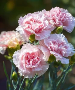 Clove Carnation Seeds – Dianthus caryophyllus – 100 Seeds – Fragrant Blooms - Image 3