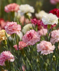 Clove Carnation Seeds – Dianthus caryophyllus – 100 Seeds – Fragrant Blooms - Image 4