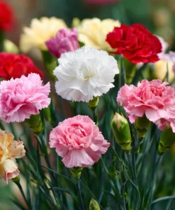 Clove Carnation Seeds – Dianthus caryophyllus – 100 Seeds – Fragrant Blooms - Image 5