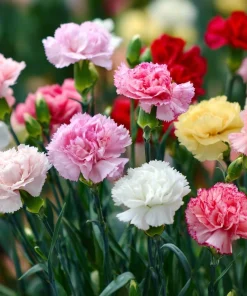 Clove Carnation Seeds – Dianthus caryophyllus – 100 Seeds – Fragrant Blooms - Image 6
