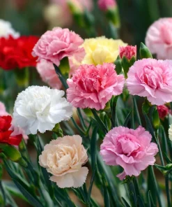 Clove Carnation Seeds – Dianthus caryophyllus – 100 Seeds – Fragrant Blooms - Image 7