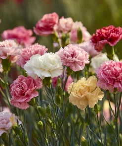 Clove Carnation Seeds – Dianthus caryophyllus – 100 Seeds – Fragrant Blooms - Image 8