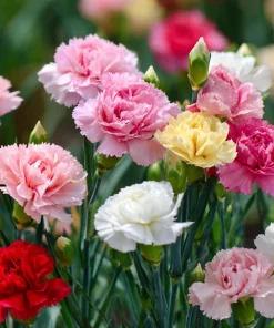 Clove Carnation Seeds – Dianthus caryophyllus – 100 Seeds – Fragrant Blooms - Image 1