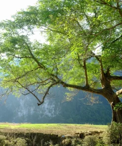Cluster Fig Tree Seeds (Ficus racemosa) - 30 Seeds for Houseplant or Outdoor Planting - Image 10