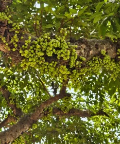 Cluster Fig Tree Seeds (Ficus racemosa) - 30 Seeds for Houseplant or Outdoor Planting - Image 11