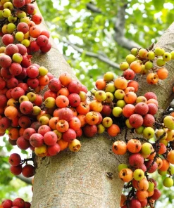 Cluster Fig Tree Seeds (Ficus racemosa) - 30 Seeds for Houseplant or Outdoor Planting - Image 2