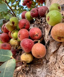 Cluster Fig Tree Seeds (Ficus racemosa) - 30 Seeds for Houseplant or Outdoor Planting - Image 3
