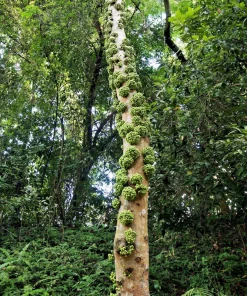 Cluster Fig Tree Seeds (Ficus racemosa) - 30 Seeds for Houseplant or Outdoor Planting - Image 4