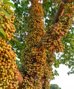 Cluster Fig Tree Seeds (Ficus racemosa) - 30 Seeds for Houseplant or Outdoor Planting - Image 5