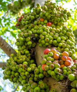 Cluster Fig Tree Seeds (Ficus racemosa) - 30 Seeds for Houseplant or Outdoor Planting - Image 6