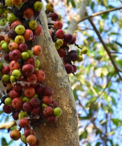 Cluster Fig Tree Seeds (Ficus racemosa) - 30 Seeds for Houseplant or Outdoor Planting - Image 7