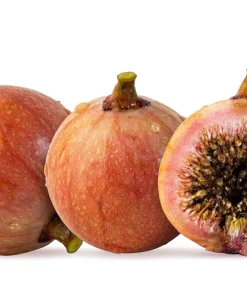 Cluster Fig Tree Seeds (Ficus racemosa) - 30 Seeds for Houseplant or Outdoor Planting - Image 8