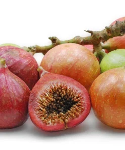 Cluster Fig Tree Seeds (Ficus racemosa) - 30 Seeds for Houseplant or Outdoor Planting - Image 9