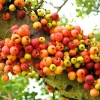 Cluster Fig Tree Seeds (Ficus racemosa) - 30 Seeds for Houseplant or Outdoor Planting - Image 1