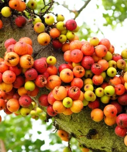 Cluster Fig Tree Seeds (Ficus racemosa) - 30 Seeds for Houseplant or Outdoor Planting - Image 1