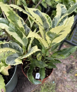 Codiaeum variegatum 'Tamara' Live Plant - Rare White Croton Houseplant - Image 1