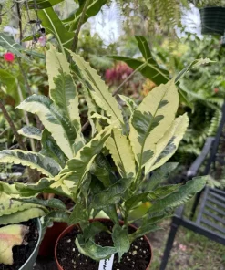 Codiaeum Variegatum Tamara Live Plant – Vibrant Croton Foliage for Indoors - Image 2
