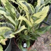 Codiaeum Variegatum Tamara Live Plant – Vibrant Croton Foliage for Indoors - Image 1