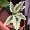 Codiaeum variegatum 'Tamara' Live Plant - White Croton Tropical Houseplant - Image 1