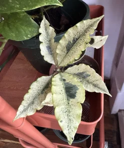 Codiaeum variegatum 'Tamara' Live Plant - White Croton Tropical Houseplant - Image 1