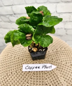 Coffee Bean Live Plant - Coffea Arabica Houseplant for Fresh Beans - Image 3