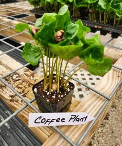 Coffee Plant Live - Coffea arabica Houseplant - Indoor Tropical - Image 2