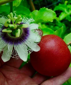 Cold Hardy Panama Red Passion Fruit Live Plant – 4-6 Inch Starter Vine – Outdoor Edible - Image 2